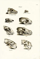 Rovdjurs kranier, 1824